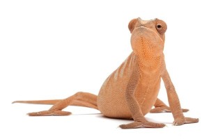 Furcifer pardalis, Ambilobe, femelle subadulte